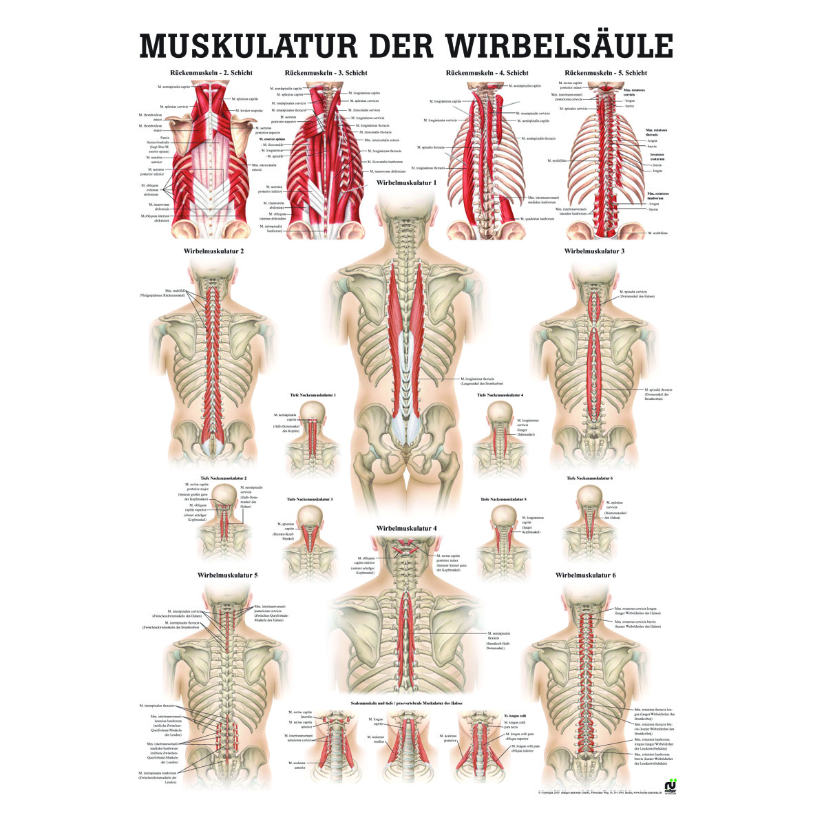 Anatomische Lehrtafel "Wirbelmuskulatur"